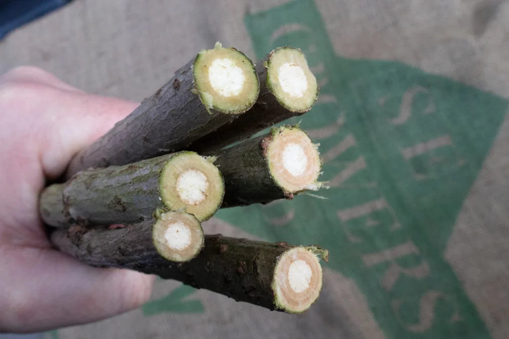 PITH WOOD™ – Diamond Stylus Cleaning Sticks