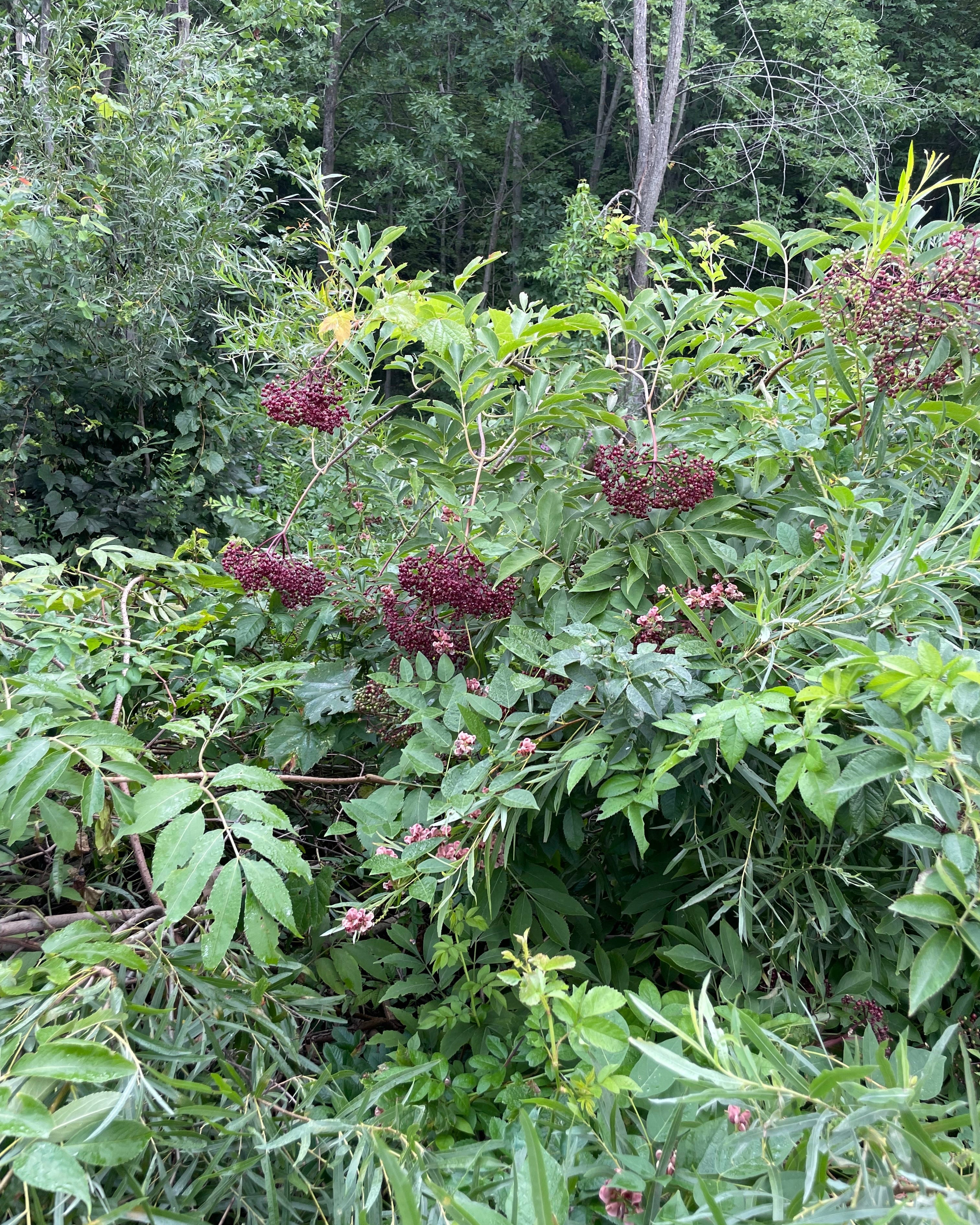 PITH WOOD™ – Diamond Stylus Cleaning Sticks